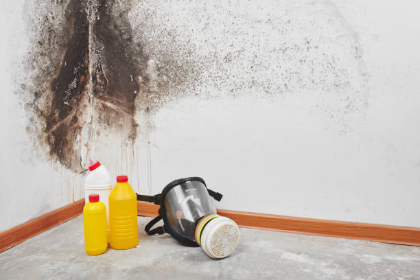 Best Residential Mold Remediation in Fullerton, CA