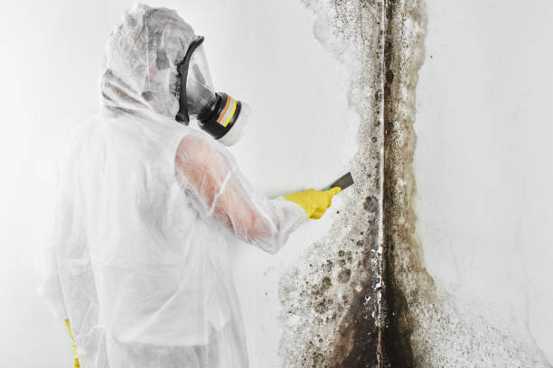 Best HVAC Mold Remediation in Fullerton, CA