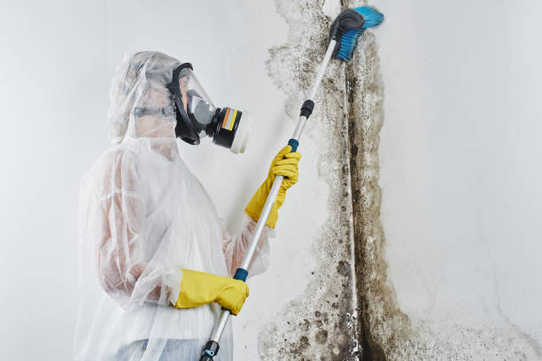 Best Attic Mold Remediation in Fullerton, CA