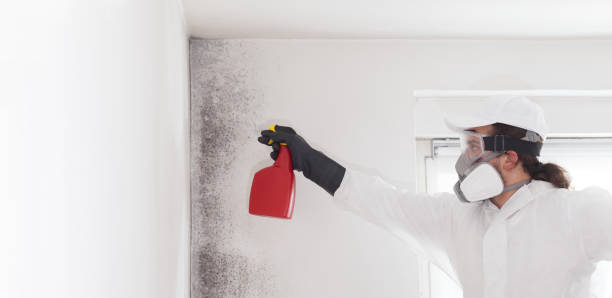 Best HVAC Mold Remediation in Fullerton, CA