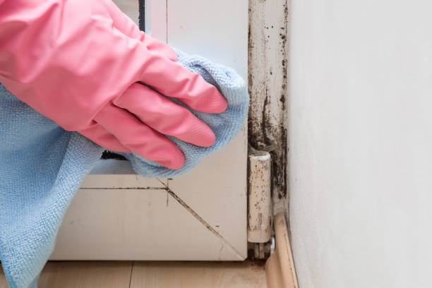 Best Mold Remediation for Specific Building Types in Fullerton, CA